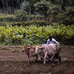 GDF-Agriculture
