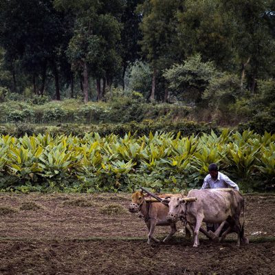Farming-gdf